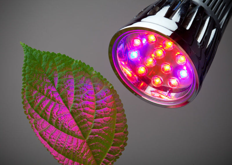 Growing Plants with LED Grow Light
